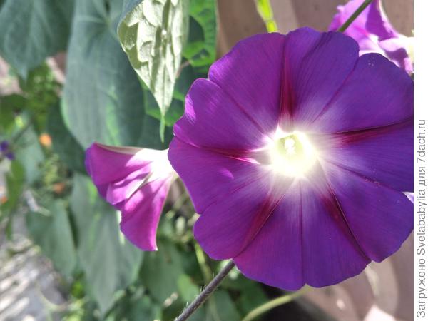 Цветник в лиловых оттенках: платикодон и другие многолетние растения. Уход, размножение и подкормки. Фото