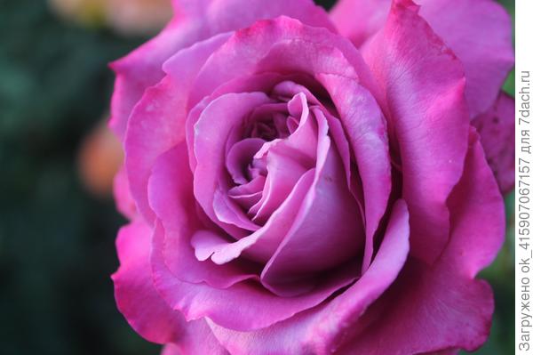 Розы в сиреневой гамме: сорта, фотографии