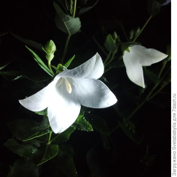Цветник в лиловых оттенках: платикодон и другие многолетние растения. Уход, размножение и подкормки. Фото