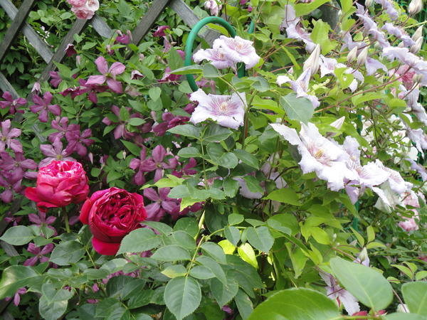 Розы и клематисы: варианты сочетаний. Фото