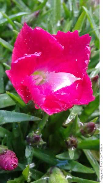 Цветы из розовой сказки - гвоздика многолетняя