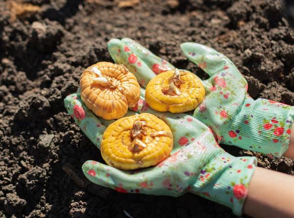 Как омолодить луковицы гладиолусов: 2 проверенных способа