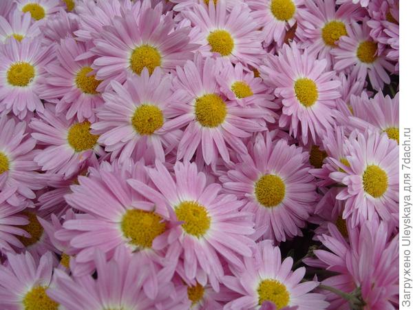 Бал хризантем 2013. Мелкоцветковые сорта - розовые, сиреневые, лиловые. Фото