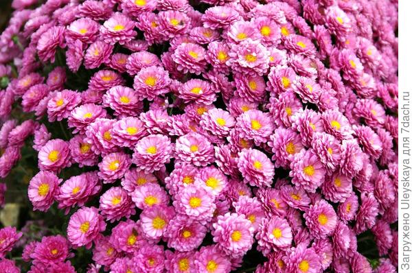 Бал хризантем 2016: мелкоцветковые сорта. Фото