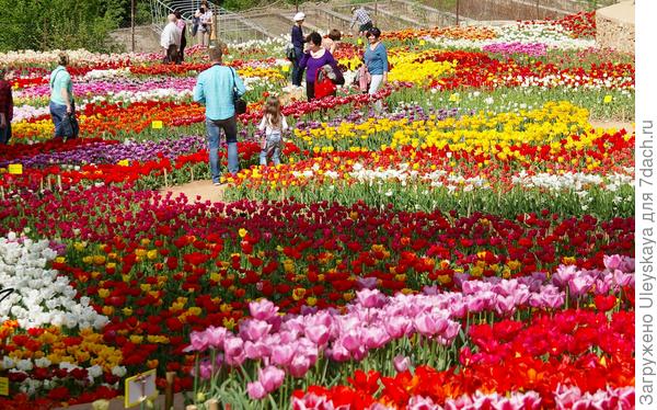 Календарь цветочных выставок в Крыму: самые красивые события, которые можно посетить