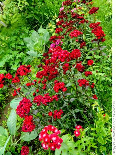 Турецкая гвоздика - прекрасный цветок с пленяющим ароматом
