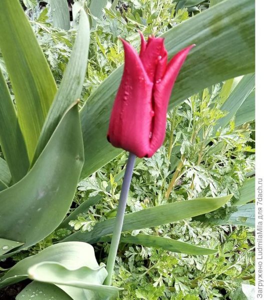 Тюльпаны: секреты выращивания и ухода