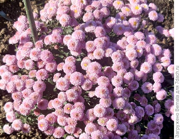 Миниатюрная хризантема Пуговка: описание, условия выращивания, особенности цветения. Фотографии