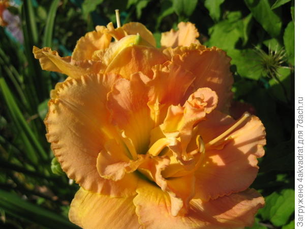 Цветок «интеллигентного лентяя», или Мой любимый лилейник Смаглерс Голд