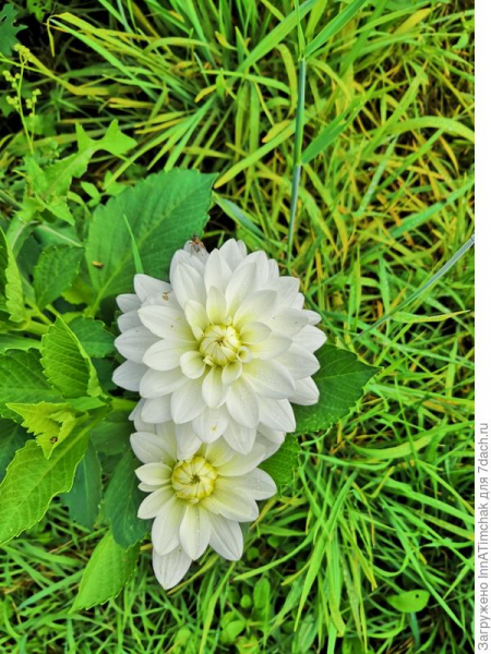 Георгины, или Однолетне-многолетние цветы