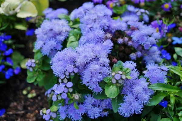 20 голубых цветов для вашего сада