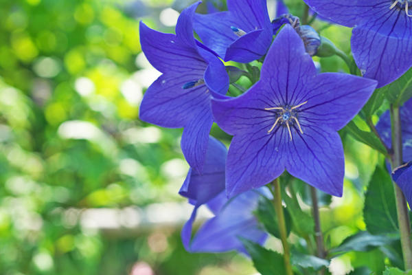 Растения, цветущие в июле: особенности выращивания, интересные факты, подборка статей на сайте 7 дач