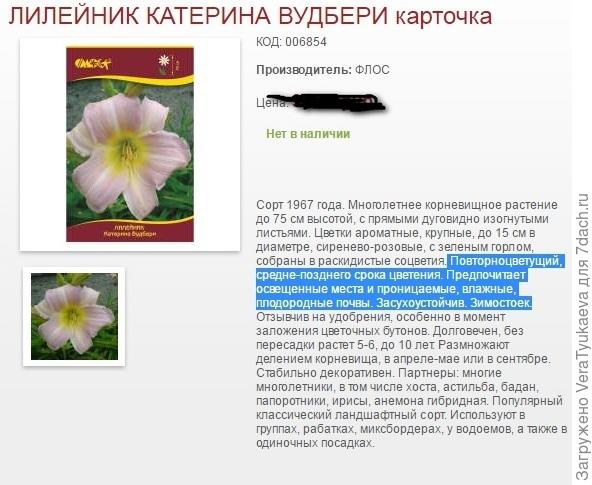 Выбор сортов лилейника для выращивания в Сибири