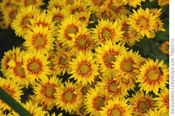Бал хризантем-2018: зарубежные мелкоцветковые сорта. Фото