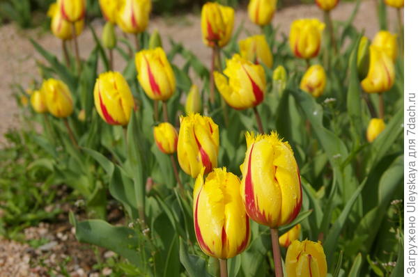 Новые сорта тюльпанов на параде в Крыму в 2019 г: лилиецветные, бахромчатые и Дарвиновы гибриды