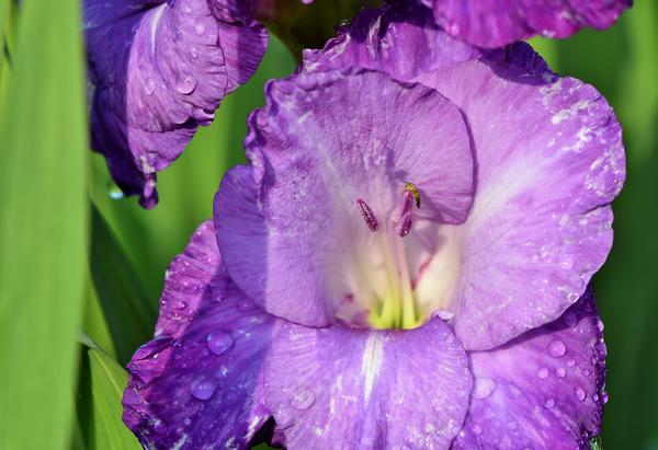 Выращиваем гладиолусы: полезные советы опытного цветовода