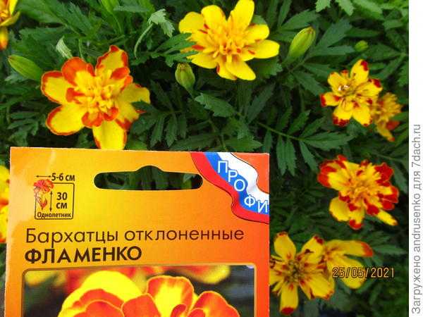 Бархатцы 'Фламенко': пересадка рассады в грунт. Фото цветения