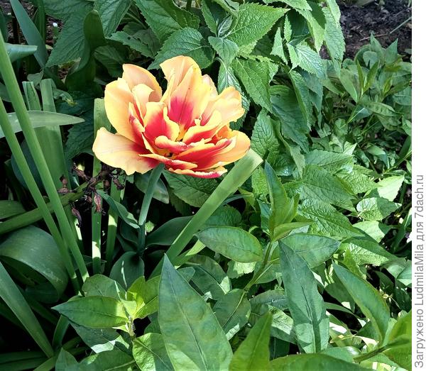 Тюльпаны: секреты выращивания и ухода
