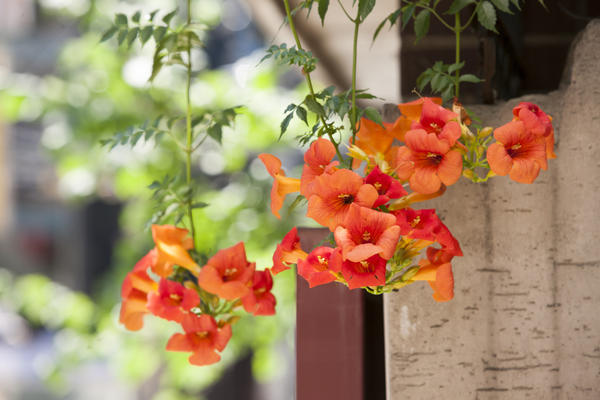Растения, цветущие в июле: особенности выращивания, интересные факты, подборка статей на сайте 7 дач