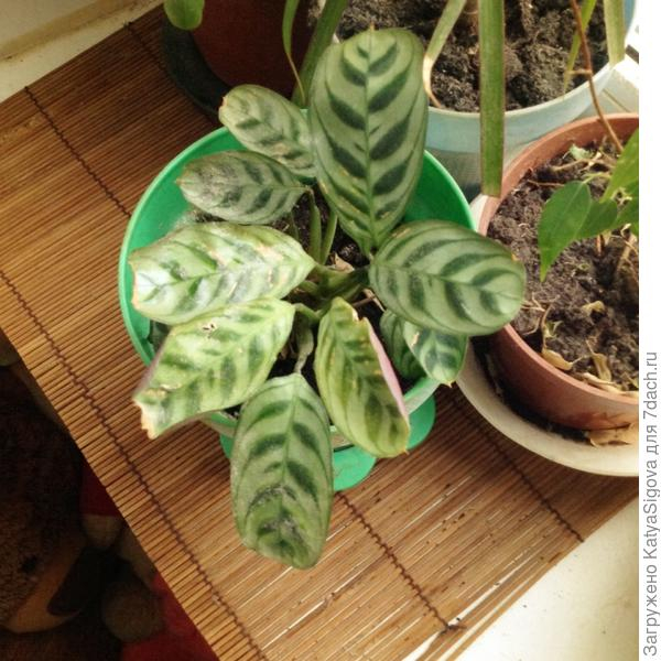 Комнатные растения: виды и уход - личный опыт выращивания комнатных растений