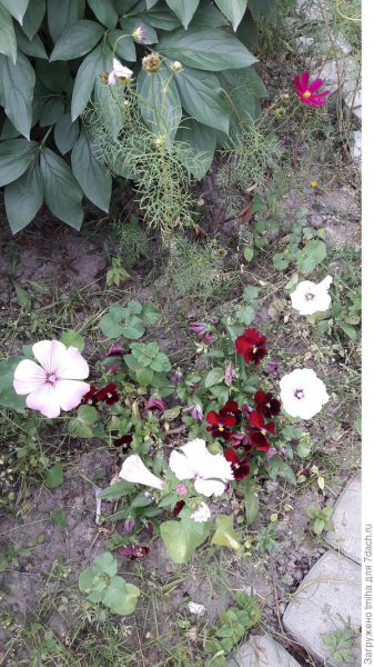 Круглый цветник. Солируют пионы, лилии, первоцветы и хионодокса. Фото. Схема