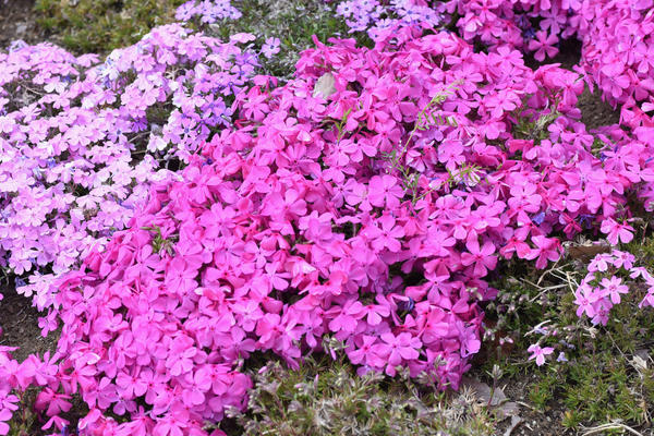 Флокс шиловидный: роскошный цветочный ковер для вашей дачи