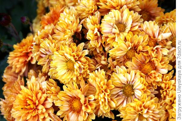 Бал хризантем 2016: мелкоцветковые сорта. Фото