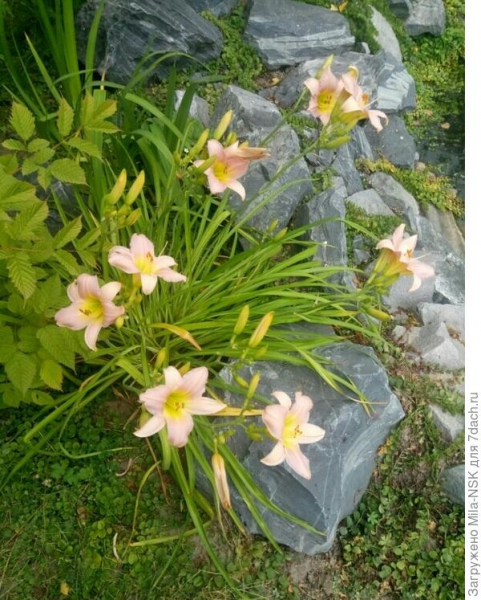 Лилейники в сибирском саду. Цветение. Фото сортов