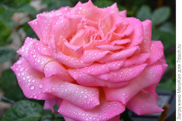 Ах, эти капельки на розовом цветке — природы чудное творение!