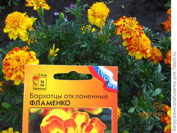 Бархатцы 'Фламенко'. Развитие и цветение на даче