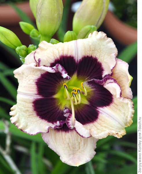 Лилии и лилейники: цветение, описание сортов. Фото