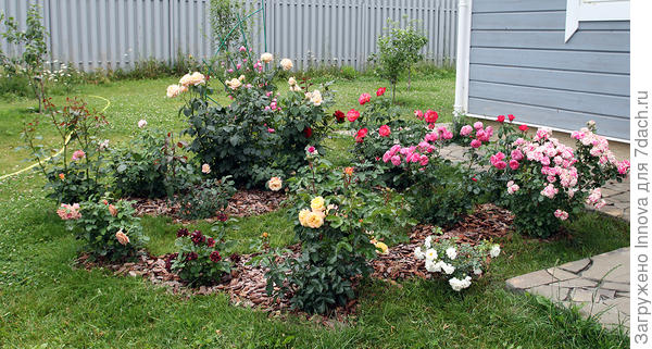 Схема подкормки роз для начинающих розоводов. Подкормки по месяцам