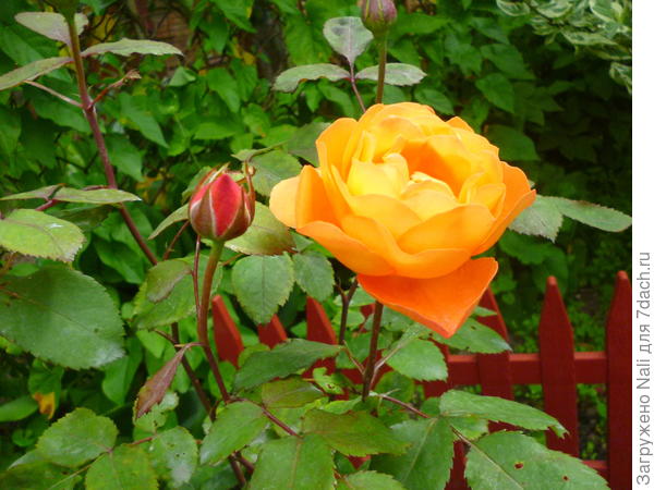 Моя любовь - английские розы