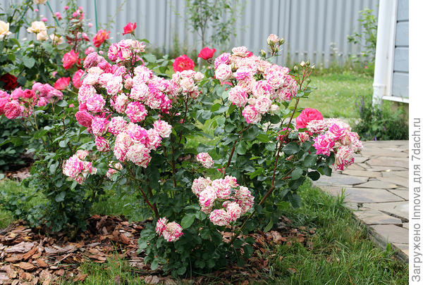 Схема подкормки роз для начинающих розоводов. Подкормки по месяцам