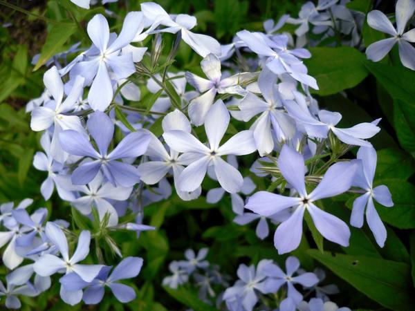 Голубые и синие цветы - идеи формирования цветника 