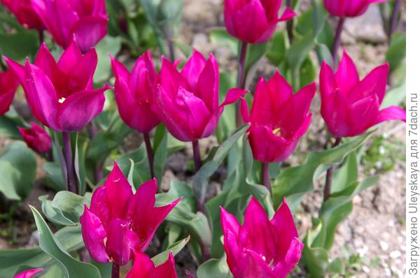 Новые сорта тюльпанов на параде в Крыму в 2019 г: лилиецветные, бахромчатые и Дарвиновы гибриды