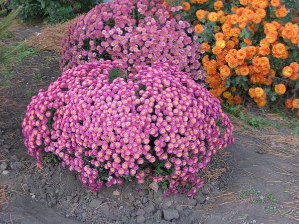 Скромные мелкоцветковые хризантемы