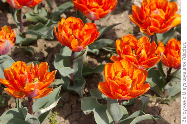 Парад тюльпанов — 2019 в Никитском ботаническом саду. Фото