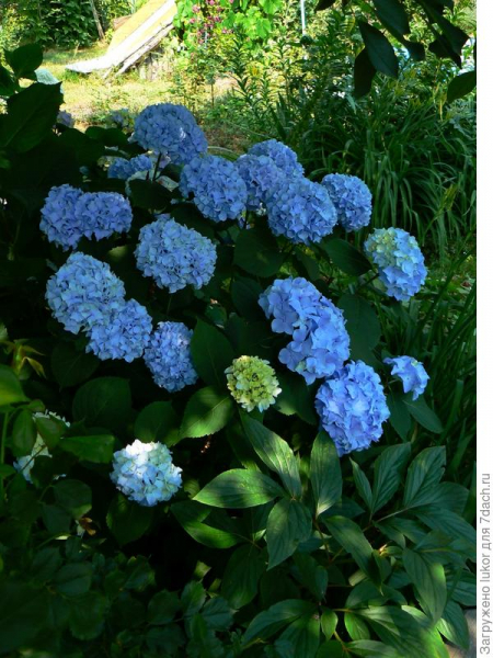 Голубые и синие цветы в саду