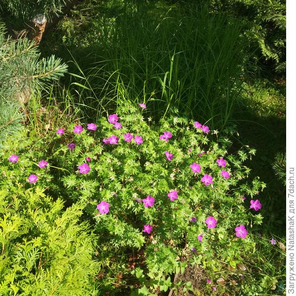 Альпийские цветы моего сада - неприхотливость и нежность