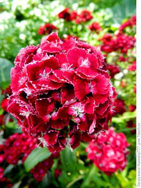 Турецкая гвоздика - прекрасный цветок с пленяющим ароматом