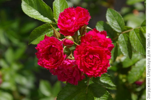 Современные садовые розы