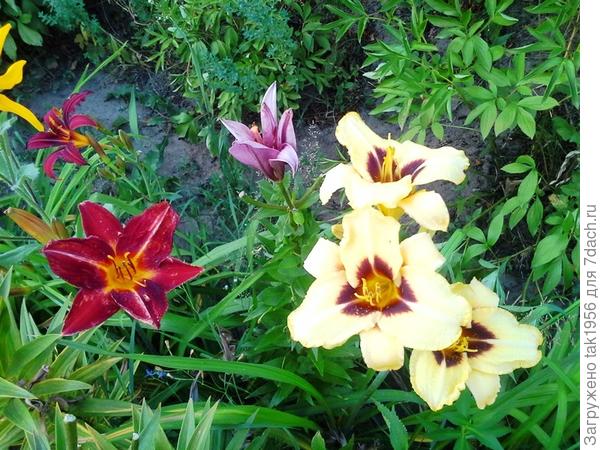 Красавцы-лилейники в моём саду