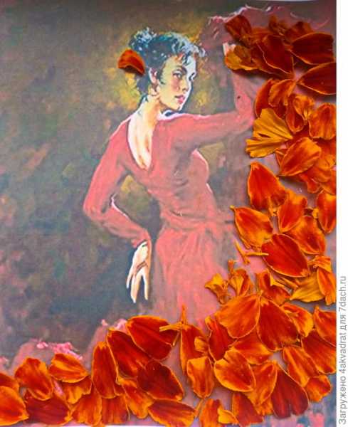 Бархатцы 'Фламенко': испанская страсть на подмосковной клумбе