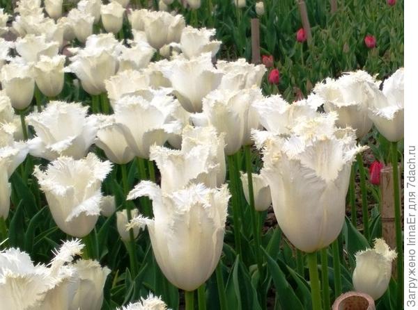 Парад тюльпанов-2016: Никитский ботанический сад