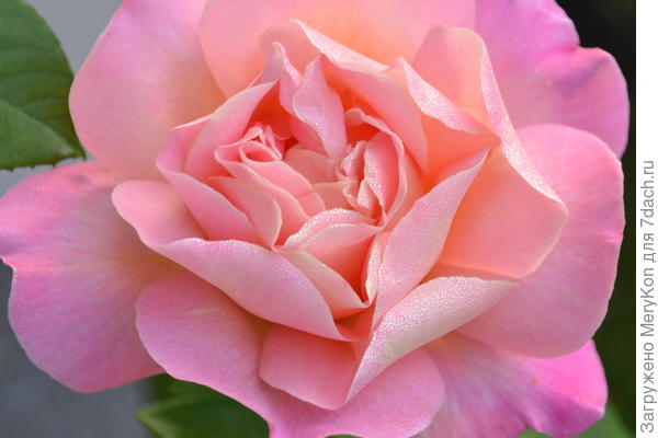 Ах, эти капельки на розовом цветке — природы чудное творение!