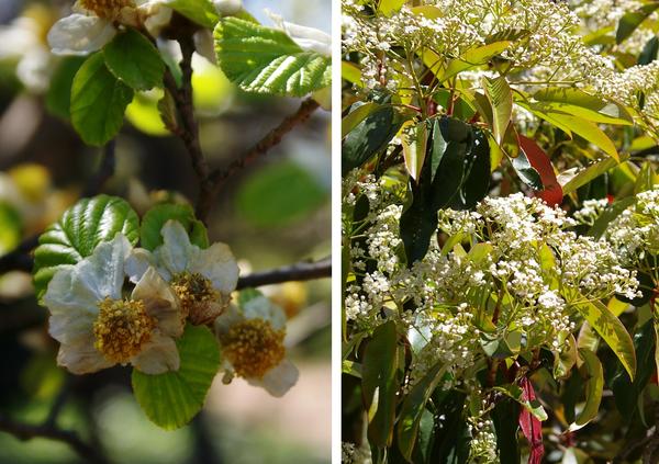Календарь цветочных выставок в Крыму: самые красивые события, которые можно посетить