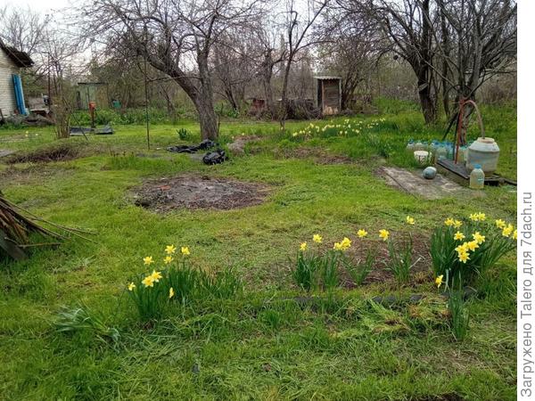 Дачная весна: о мускари и пользе соседей