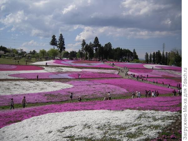 Поля цветущей травяной сакуры. Фото