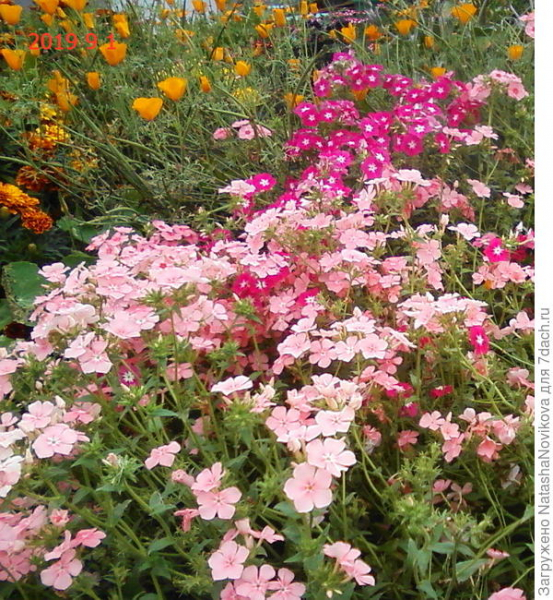 Флокс однолетний 'Бьюти Радужный набор': выращивание из семян, уход, цветение. Фотографии